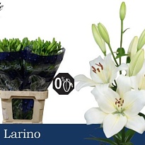 Лилия La Larino 4/5+ 10шт