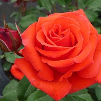 Роза (Rosa) Quality Rose Канеген флорибунда 3л 1шт