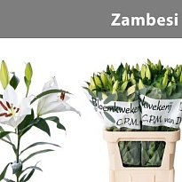 Лилия Zambesi 4+ 10шт