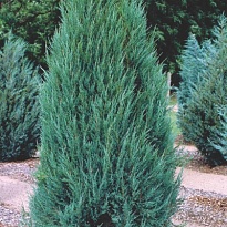 Можжевельник (Juniperus) скальный Блю Эрроу 2л h40-60 1шт