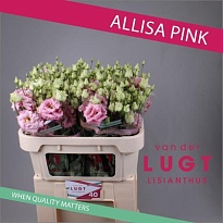 Эустома Alissa Pink 10шт