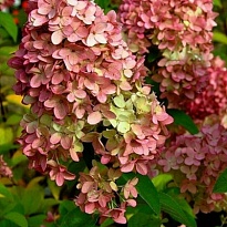 Гортензия (Hydrangea) метельчатая Мэджикал Кэндл d9 h30-40 18шт