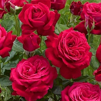 Роза (Rosa) Quality Rose Дам де Кер чайно-гибридная 3л 1шт