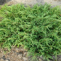 Можжевельник (Juniperus) обыкн. Репанда d9 h20-35 18шт