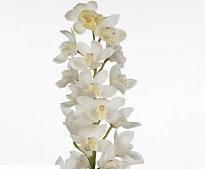 Орхидея Cymbidium Early White дл.50 *12 1шт