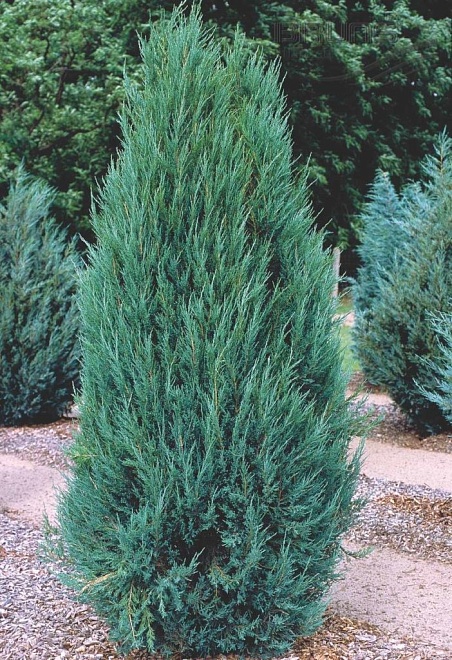 Можжевельник (Juniperus) скальный Блю Эрроу 2л h40-60 1шт