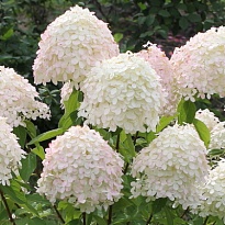 Гортензия (Hydrangea) метельчатая Диамантино 3,6л h40-50 1шт