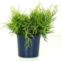 Можжевельник (Juniperus) средний Олд Голд (KV) d15 h25-30 8шт