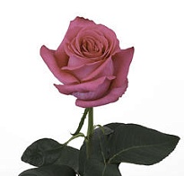 Роза Naranjo Roses Pink Floyd дл.50 25шт