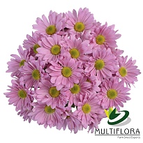 Хризантема кустовая Multiflora Pink Atlantis дл.70 10шт