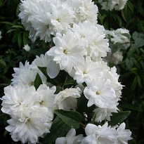 Чубушник (Philadelphus) Фрости Морн d9 18шт