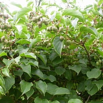 Актинидия (Actinidia) Иссаи 2л h60-80 1шт