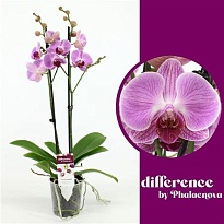 Орхидея Фален. Пинг Понг 2ст d12 h60 10шт
