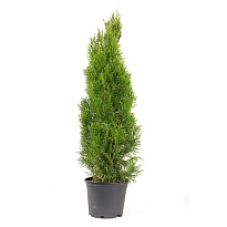 Туя (Thuja) западная Смарагд 10л h100-120 1шт