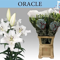 Лилия Ot Oracle 3+ 10шт