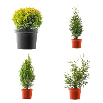 Туя (Thuja) микс (KV) d11 h25 11шт