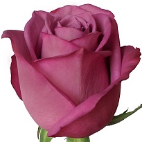 Роза Art Roses Moody Blues дл.60 25шт