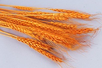 Пшеница сухоцвет 40г оранжевый