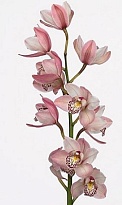 Орхидея Cymbidium Mini Irene*10 дл.60 1шт