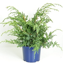 Можжевельник (Juniperus) китайский Блю Альпс (KV) d23 h45-50 1шт