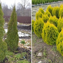 Туя (Thuja) западная Санни Смарагд d9 h35-45 18шт