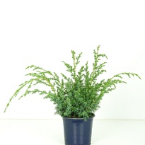 Можжевельник (Juniperus) китайский Блю Альпс (KV) d15 h35-40 6шт