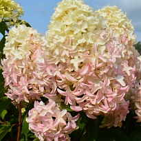 Гортензия (Hydrangea) метельчатая Скайфолл d9 h25-35 18шт