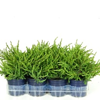 Можжевельник (Juniperus) обыкн. Репанда (KV) d17 h30-35 1шт