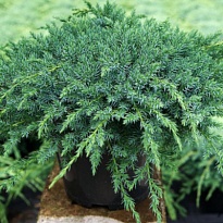 Можжевельник (Juniperus) чешуйчатый Блю Компакт 3л h30 1шт