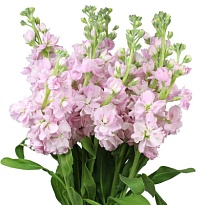 Маттиола Ajflowers Light Pink дл.70 10шт