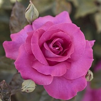 Роза (Rosa) Quality Rose Ману Мейян флорибунда 3л 1шт