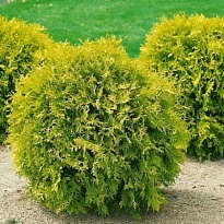 Туя (Thuja) западная Мириам 7,5л h30-40 1шт