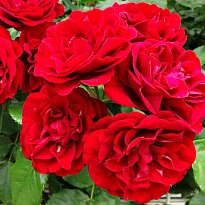 Роза (Rosa) Quality Rose Лили Марлен флорибунда 3л 1шт