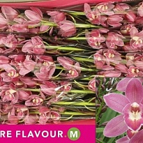 Орхидея Cymbidium mini Pink Parfait*10 1шт