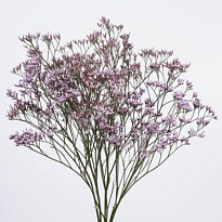 Лимониум Safora Lilac 5шт