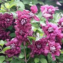 Клематис (Clematis) Витицелла Пурпуреа Плена Элеганс 3л h80-100