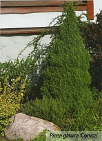 Ель (Picea) канадская Коника d9 h40-50 18шт
