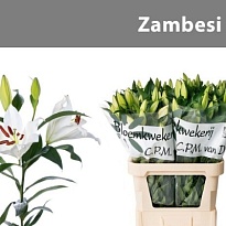 Лилия Zambesi 5+ 10шт