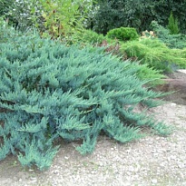 Можжевельник (Juniperus) горизонт. Блю Чип 7,5л h40 1шт