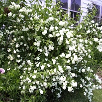 Чубушник (Philadelphus) Букет Бланк d9 18шт