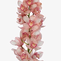 Орхидея Cymbidium Large Rondo*6 дл.80 1шт