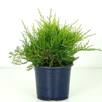 Можжевельник (Juniperus) средний Голд Коуст (KV) d13 h18-20 8шт