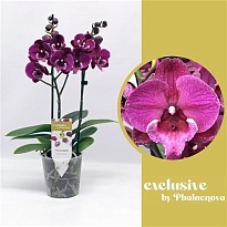 Орхидея Фален. Юлита Биг-Липс 2 ст d12 h50 10шт