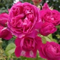 Роза (Rosa) Quality Rose Хайди Клум флорибунда 3л 1шт