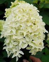 Гортензия (Hydrangea) метельчатая Скайфолл d14 h30-40 8шт