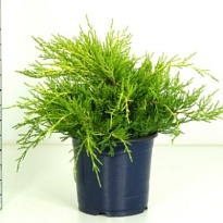 Можжевельник (Juniperus) средний Голд Коуст (KV) d15 h20-25 6шт