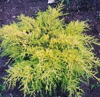 Можжевельник (Juniperus) средний Голд Коуст d9 h15-20 18шт