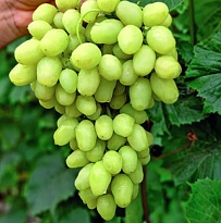 Виноград плодовый Бананас/Цв.Кор