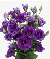 Эустома Floricola Purple 10шт