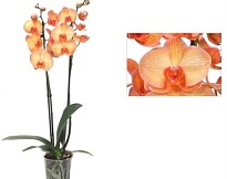 Орхидея Фален. оранжевый 3ст d12 h70 12шт